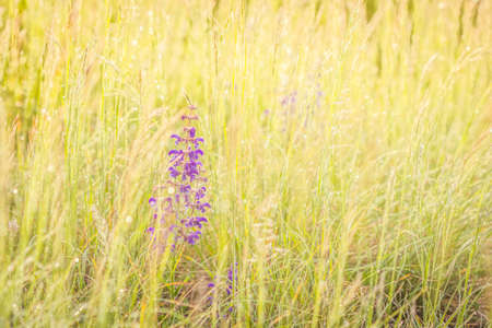 Summer meadow, green grass field and wildflowers in warm sunlight, nature background concept, soft...