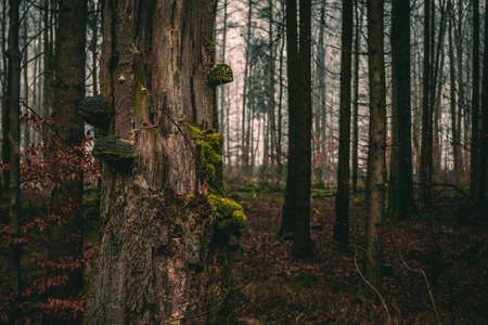 Close-up of an old, mossy tree in the woods. Dark, deep forest at autumn. Seasonal nature background...