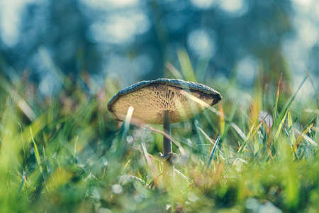 Close-up macro photo of a big mushroom. Huge fungus on the grassy ground of the autumn forest....