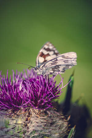 Close-up detailed photo of a colorful butterfly on a purple wildflower. Summer nature wildlife concept.の写真素材