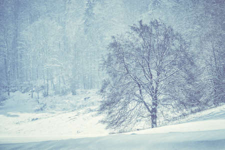 Winter forest, romantic, misty, foggy landscape. Vintage looking nature photo. Lonely tree on the snowy meadow.の写真素材