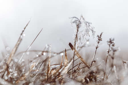 Frosty winter morning macro. Cold weather background concept. Frozen grass on the fields with copy space.の写真素材
