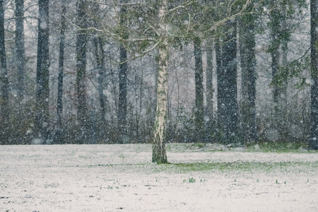 Wonderful winter forest with snow. Beautiful colors of the cold season, romantic scenery. Amazing nature landscape.の写真素材