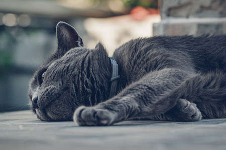 Gray house cat laying on the street.の写真素材