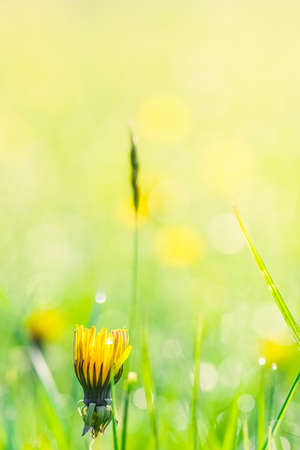 Summer meadow, green grass field and wildflowers in warm sunlight, soft focus, warm pastel tones....