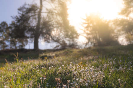 Summer meadow, green grass field in warm sunlight, nature background concept, soft focus, warm pastel tones.の写真素材
