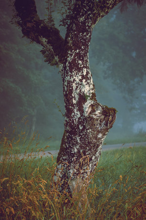 Close-up photo of an old mossy tree on a foggy morning in the autumn forest.の写真素材