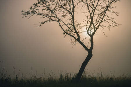Silhouette of a lonely tree, standing on a foggy meadow at early morning sunlight.の写真素材