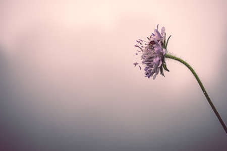 Detailed close-up photo of a purple wildflower. Water droplets of the morning dew. Retro vintage colors, copy space. Summer nature background concept.の写真素材