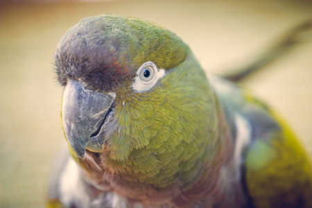Close-up photo of a Burrowing parrot (Cyanoliseus patagonus) - a bird native to Argentina and Chile. Also known as Burrowing parakeet or Patagonian conure.の写真素材
