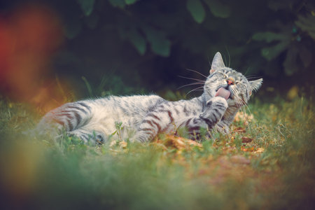 Black and white tabby house cat laying in the sunny garden, cleaning itself. Adult kitten in the grass licking its paw, eyes closed.の写真素材