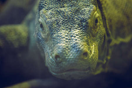 Close-up portrait photo of a Komodo dragon (Varanus komodoensis), also known as Komodo monitor.の写真素材