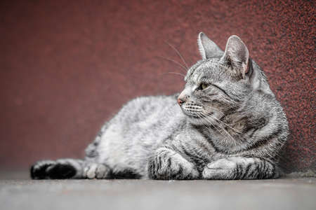 Black and white tabby house cat laying on the street. Adult kitten  looking away the camera.の写真素材