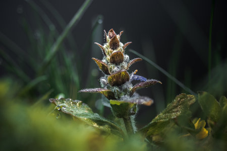 Close-up macro photo of a Blue bugle (Ajuga reptans) flower on the meadow. Grass field and wildflowers. Dark colors. Nature background concept, bokeh, selective focus.の写真素材