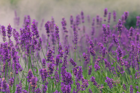 Close-up detailed photo of purple Lavandula (Lavender) flowers against green natural background.の写真素材