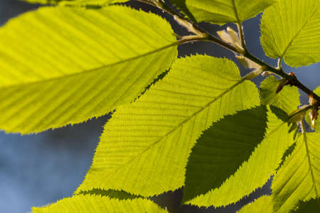 Leaves illuminated by the sun の写真素材