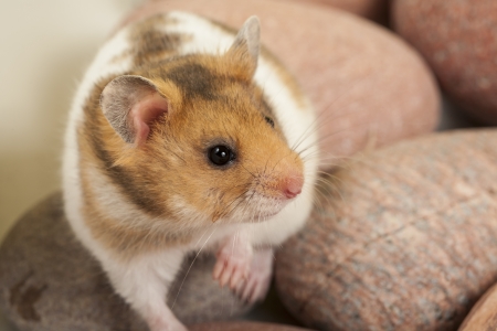 Hamster, portrait of popular pet の写真素材