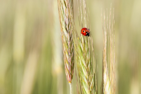 Young green rye ears and a ladybug on one of the ears の写真素材