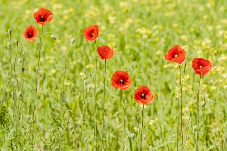 A horizontal close up of poppies on meadow の写真素材
