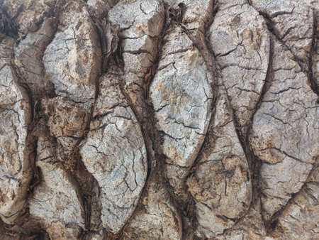 natural trank  of palm tree bark for backgroundの写真素材