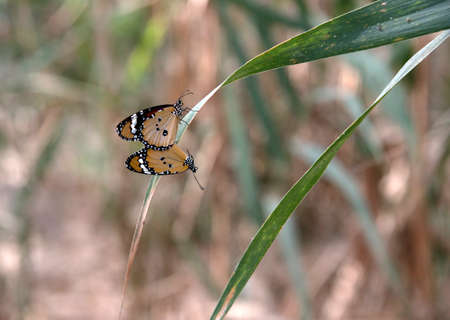 mating of danausの写真素材