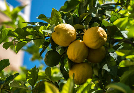 group of yellow lemones hanging on the lemon treeの写真素材