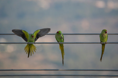 green parrot picture birds on wire