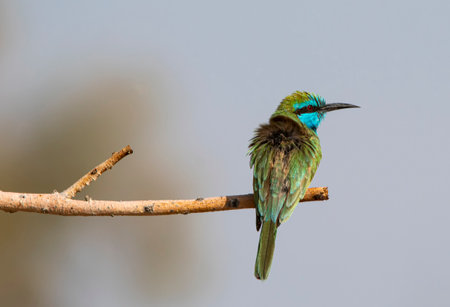 Blue-cheeked Bee-eater sitting on the branch