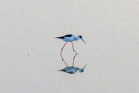 A black Wing stilt bird fishing for food in a reflective lake