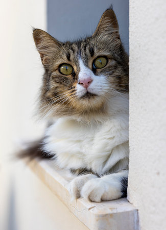 Nice cat on window at sunny morningの写真素材