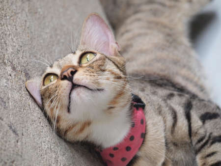 A tabby cat  lay down on the floor