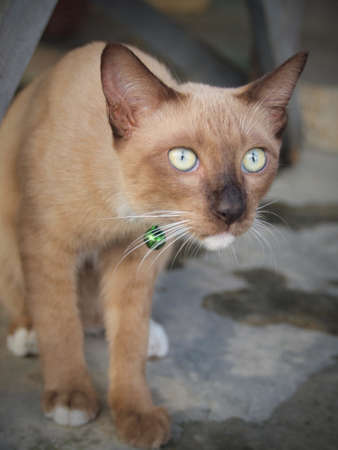 Brown cat staring to somethingの写真素材