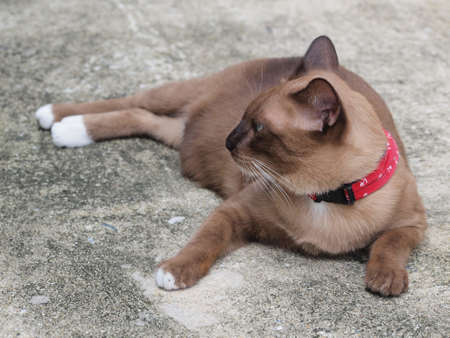Cute brown cat lay down on the floor and staring to somethingの写真素材
