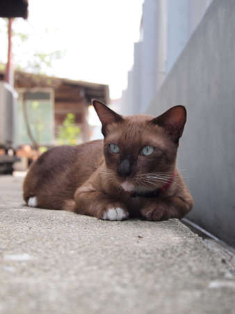 Cute brown cat lay down on the floor and staring to somethingの写真素材