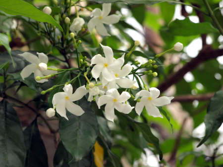 White flowers, Gardenia with green leafの写真素材