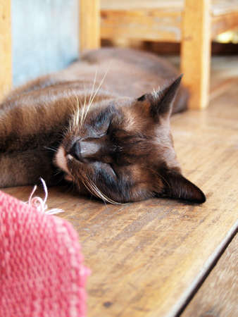 Cute black cat sleeping on the wood planksの写真素材