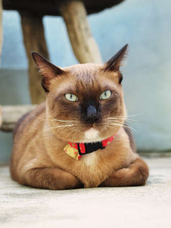 Cute brown cat lying down on the floorの写真素材