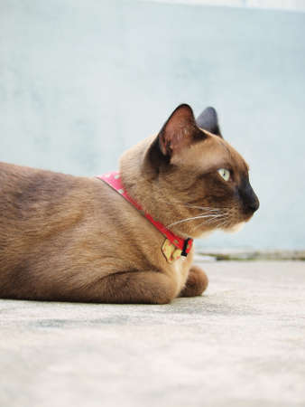 Cute brown cat lying down on the floor