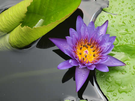 Beautiful purple lotus/water lily with green leaves in the pondの写真素材