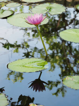 Beautiful pink lotus/water lily with green leaves in the pond