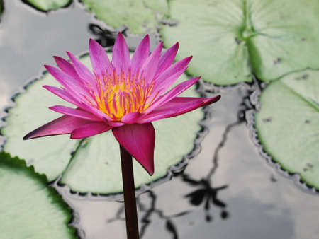 Beautiful pink lotus/water lily with green leaves in the pondの写真素材
