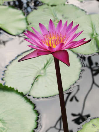 Beautiful pink lotus/water lily with green leaves in the pondの写真素材