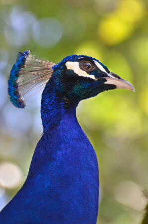 Peafowl or Peacock with nice bokehの写真素材