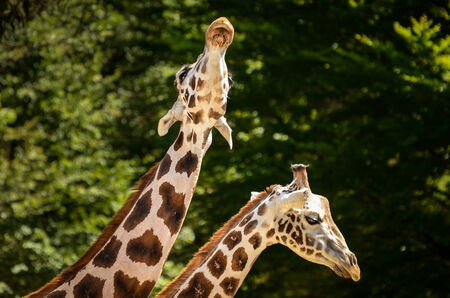 Giraffe - Giraffa camelopardalis in natureの写真素材