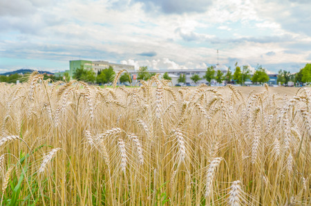 Field of hay with cityの写真素材