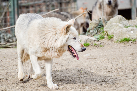 North American Wolf dog is running around