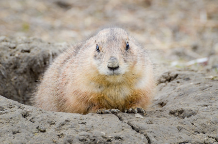 Prairie dog or a  gopher is looking out of a holeの写真素材