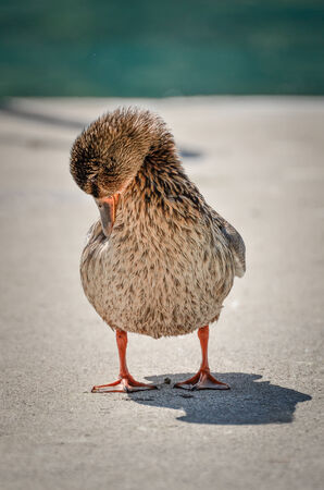 Duckling is skratching the feathers on a pier