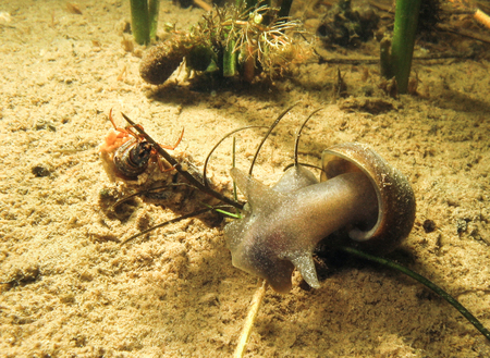 Fresh water slug or snail in a river or a lake. Underwater photo of water animal.の写真素材
