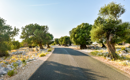 Road leading through Big and old ancient olive trees in the olive garden in Mediterraneanの写真素材
